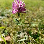 Apartament House Apartma Cebela With Jacuzzi *