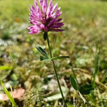 Apartamento House Apartma Cebela With Jacuzzi *