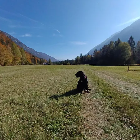 House Apartma Cebela With Jacuzzi Gozd Martuljek