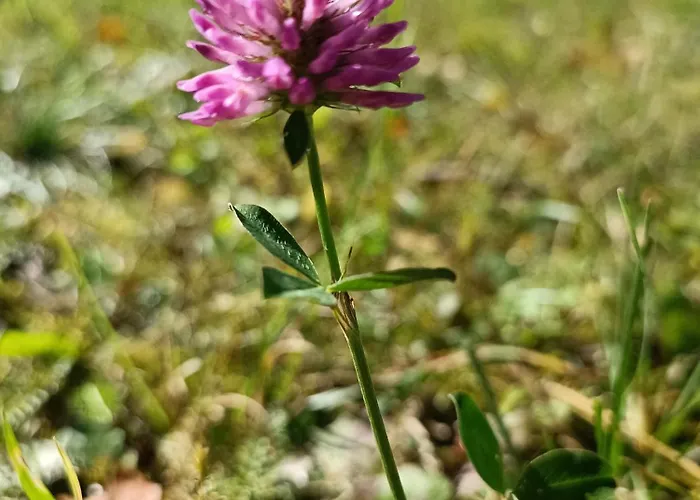 דירה House Apartma Cebela With Jacuzzi *